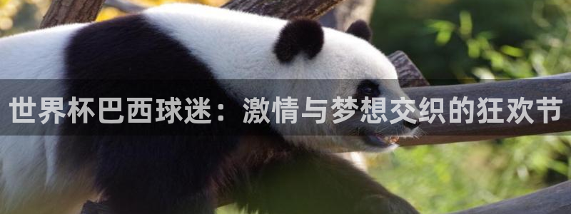 世界杯决赛直播：世界杯巴西球迷：激情与梦想交织的狂欢节